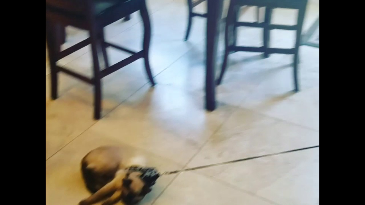 Cat gets dragged on leash YouTube