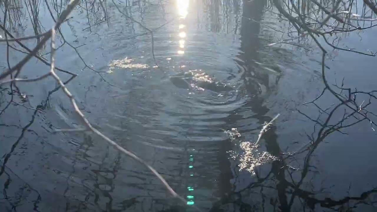 Snapping turtles mating