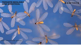 Pest Education Seminars Termite Biology and Control-Protecting Our Trees