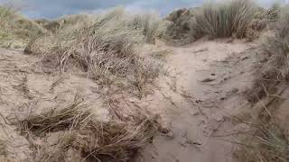 Sand Dune🌍🏜🌊⛱️ Vegetation Succession. Rhosneigr, Anglesey, Wales. A Level Geography