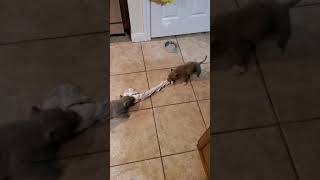 Tv Kennels.. Lilac Mico Bully