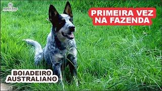 BOIADEIRO AUSTRALIANO  NA FAZENDA ( BLUE HEELER )