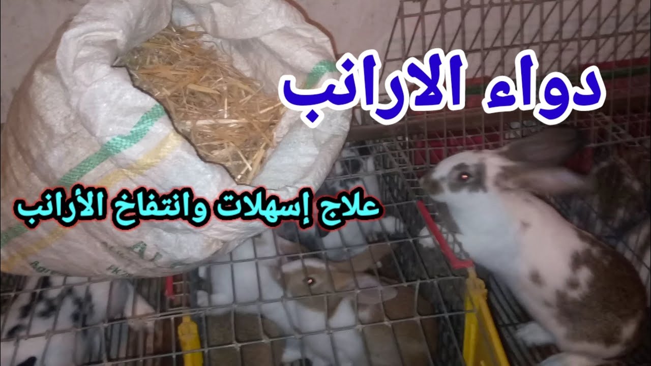 علاج إسهلات وإنتفاخ الارانب