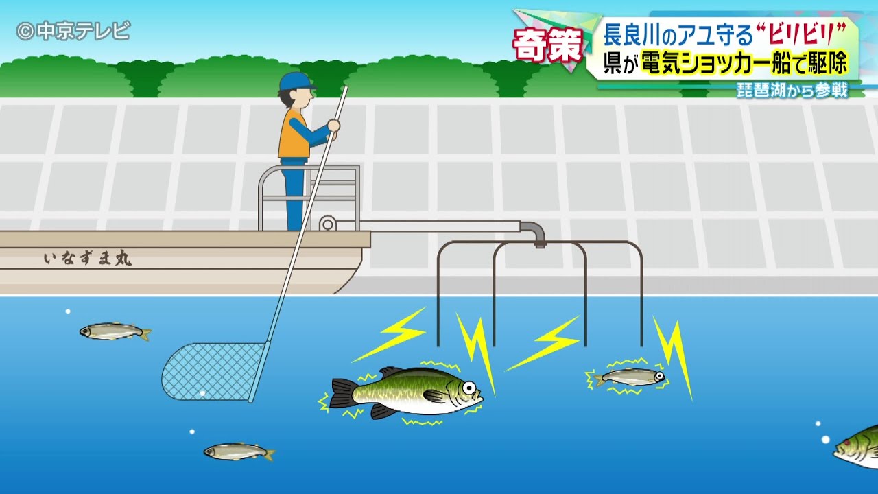 琵琶湖から参戦】長良川のアユ守る“ビリビリ” 県が電気ショッカー船で 
