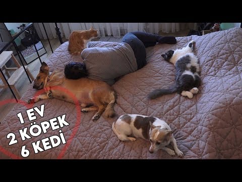 Video: Evcil Hayvan Sahiplerinin Köpek Ve Kedi Beslenmesi Konusunda Kafaları Karışık, PetMD Anketi Bulguları