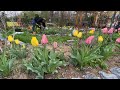 Transplanting free plants for a new garden bed  garden addictz