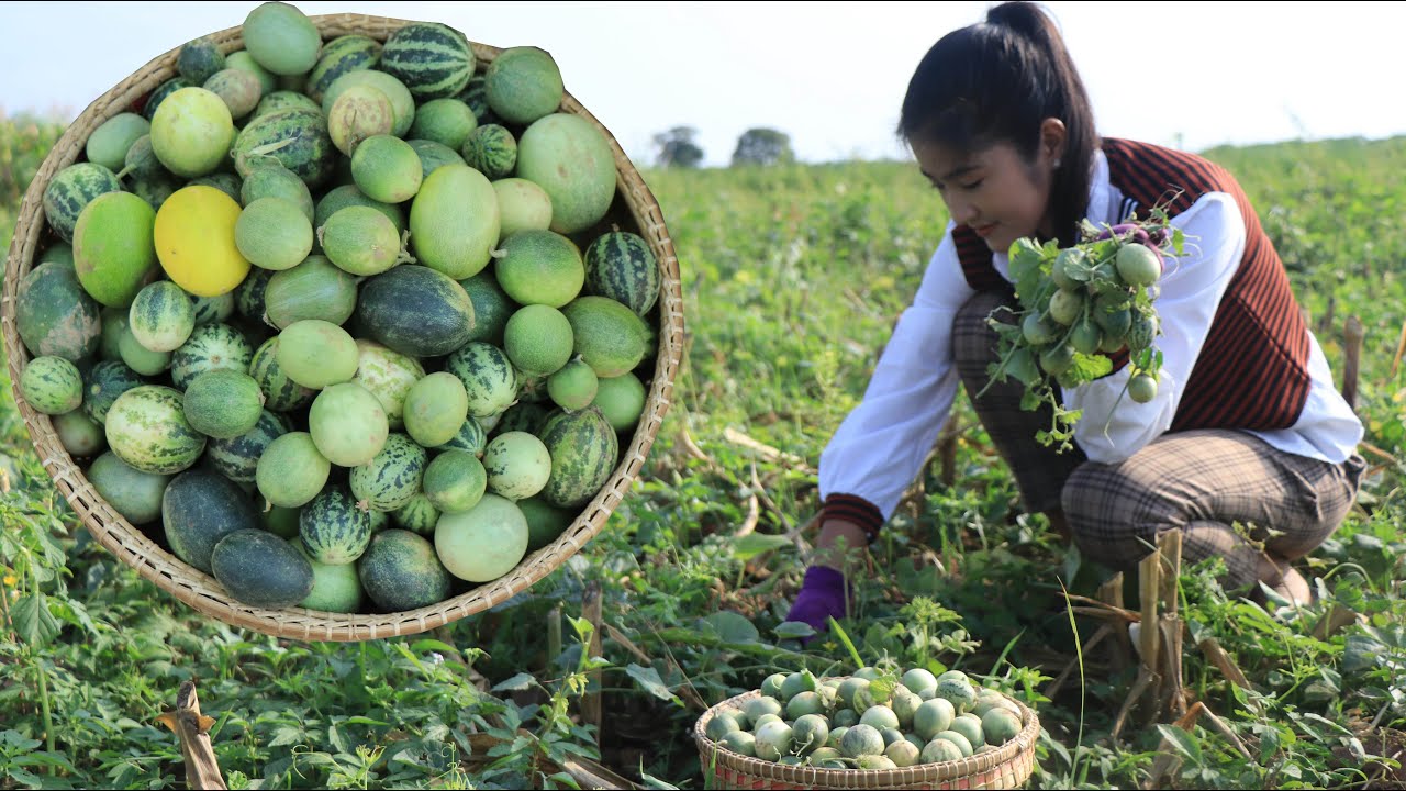 Have You Ever Seen These Small Melons? | Wild Small Melon Cooking | Cooking By Sreypov. Have You Ever Seen These Small Melons? | Wild Small Melon Cooking | Cooking By Sreypov.