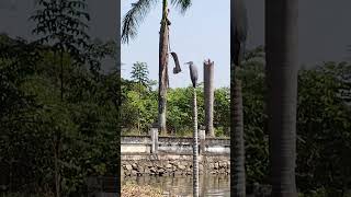 Reater Adjutant stork | The Kerala backwaters | Kochi | Nature Voice