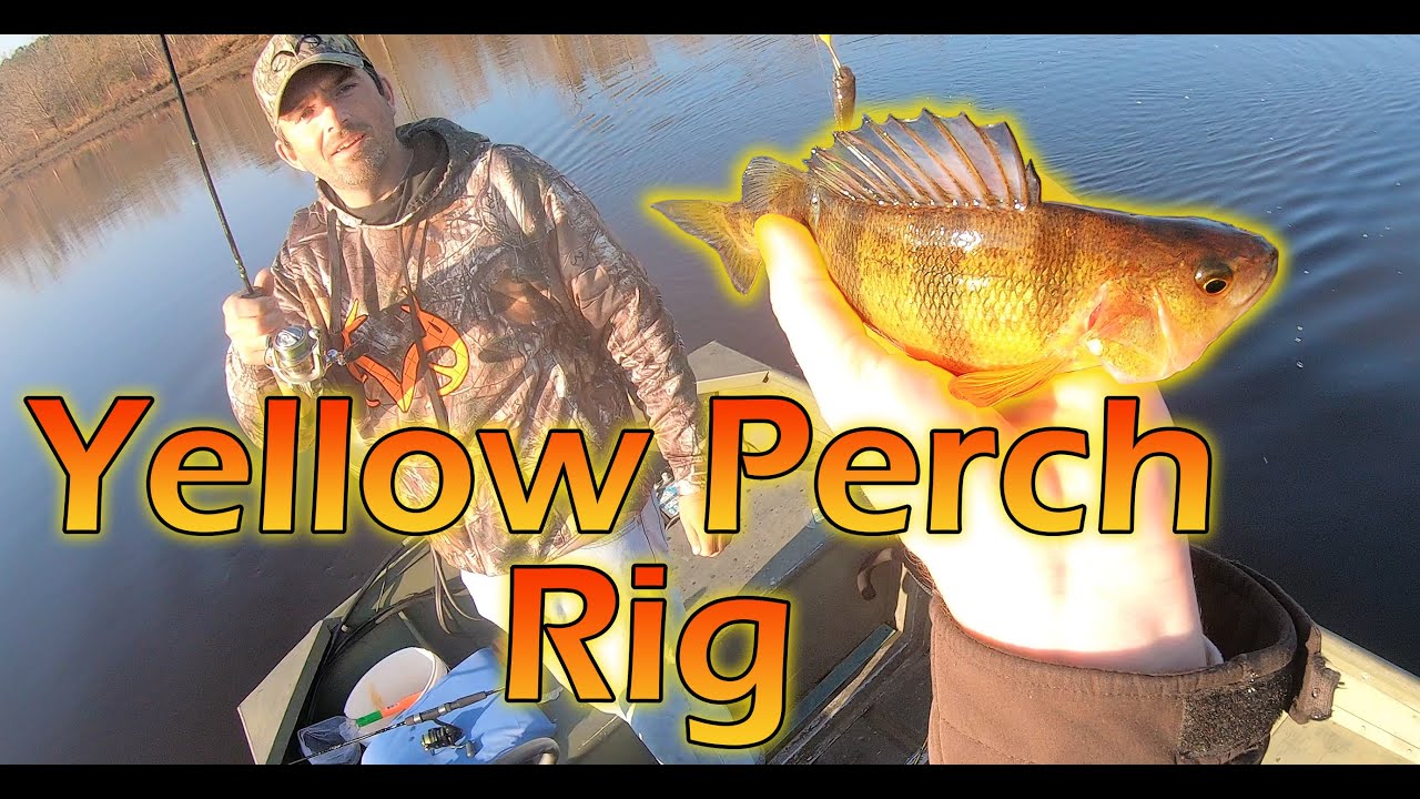 My FAVORITE Yellow Perch Rig: Maryland Yellow Perch Fishing 2020