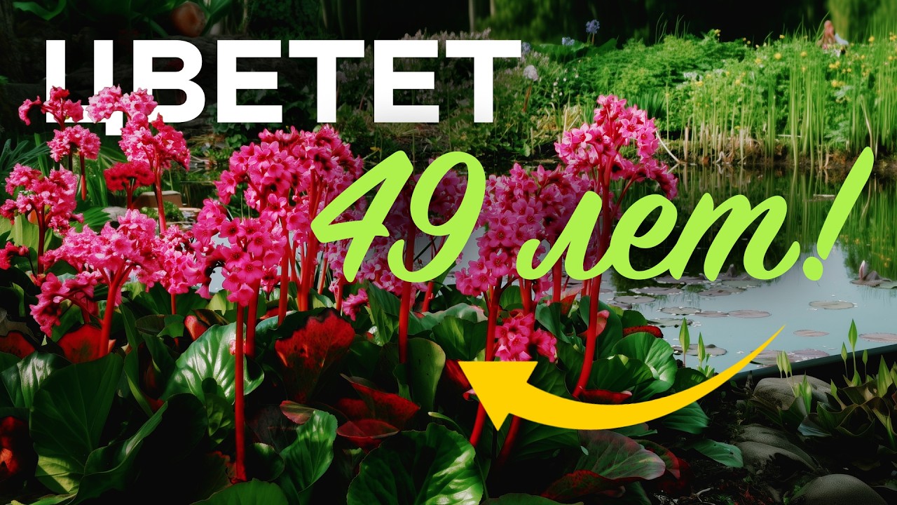 Сажайте ИМЕННО ЭТИ МНОГОЛЕТНИКИ - никаких хлопот