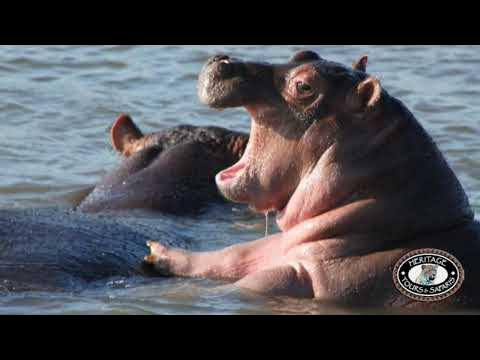 Hippos Mating, Information and Baby Hippo's - YouTube