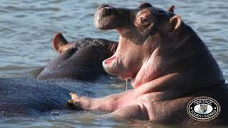 Hippos Mating Information and Baby Hippo s