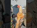 Aseel Murga market video new rates update 2026 #foryoushorts #aseel #aseelmurga #birds #foryouvideo