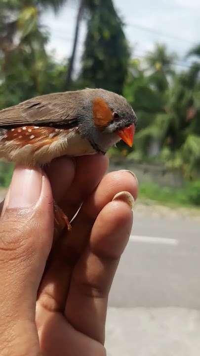 kita lepas burung gelatik emprit mungil#shorts