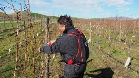 Pruning grape vines