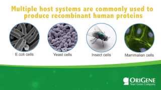 Educational Seminar: Expression Hosts for Recombinant Proteins