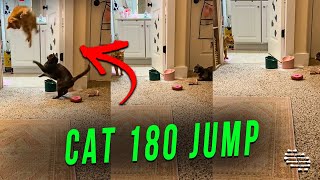 Cat Pulls a 180 Jump After Another Tries to Catch It off Guard