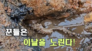 한 달에 두 번 정도 최저 수위가 100이하로 내려가는 첫날의 간조 시간이 새벽이면.At dawn, a big octopus comes out.#CatchingOctopus