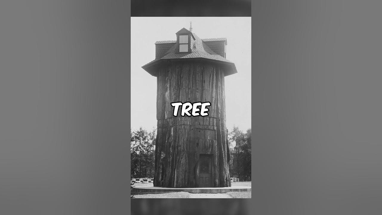 The Largest Tree Ever Felled YouTube the-largest-tree-ever-felled-youtube