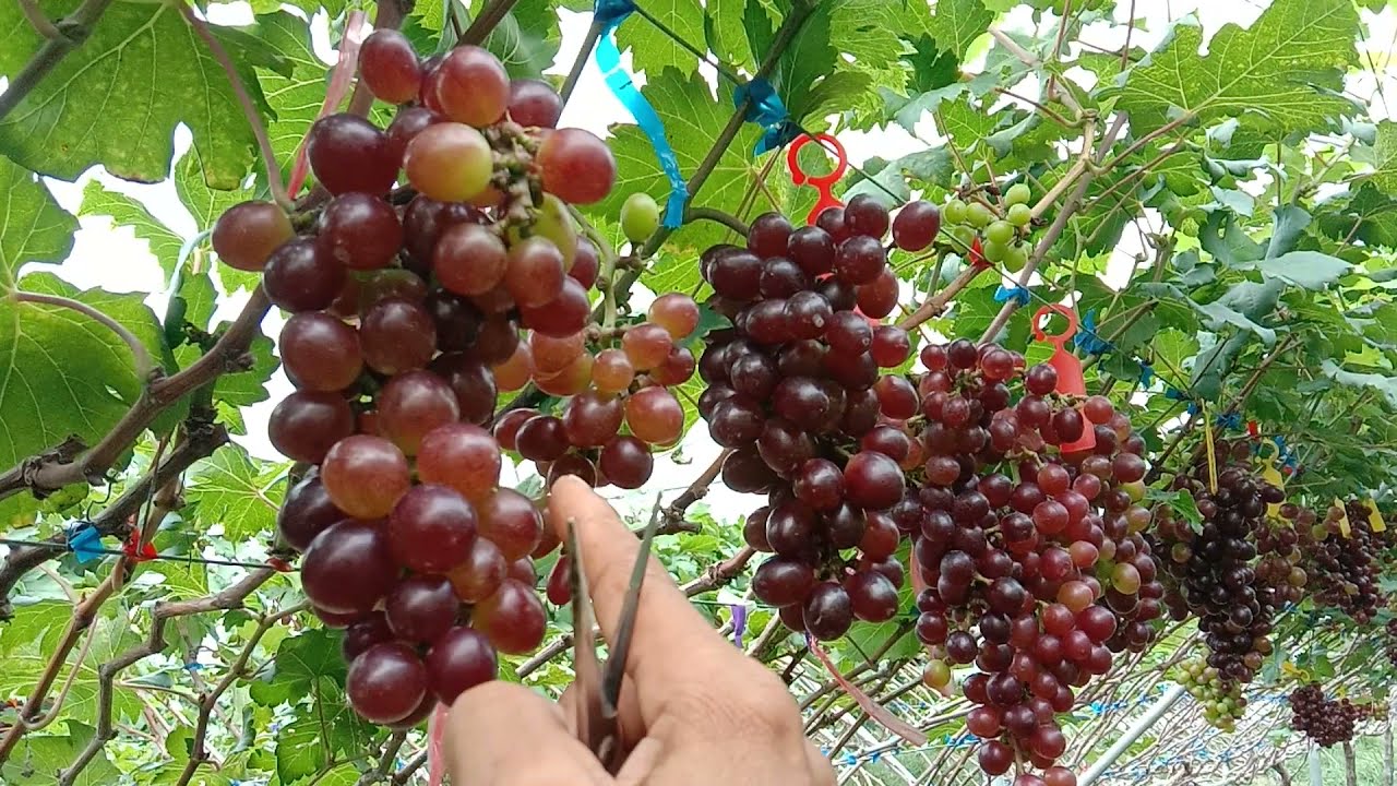 เด็ดใบเปิดแสงเพื่อการเข้าสีที่ดี -สวนองุ่นเกศปรียา