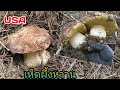 (ep.9)6.12.2021 เก็บเห็ดผึ้งหวานใต้ดินในอเมริกา/Picking King Boletes Mushrooms CA USA