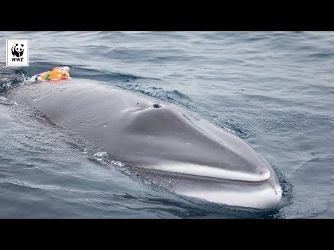 First Camera To Ever Be Attached to a Minke Whale | WWF-Australia (WWF-Australia)