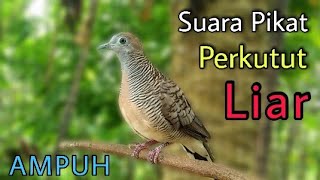 Suara Pikat Perkutut Lokal AMPUH