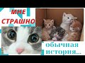 Спасена за 5 минут до усыпления.  Кошка и её дети.