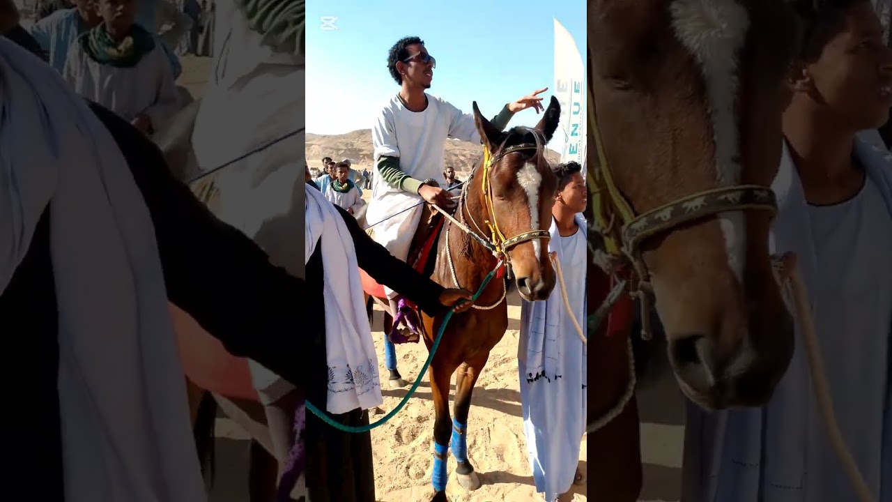 اجمل خيول فى مرماح دراو  صابية بلانة 2024