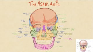 Medical Studies ASMR Softly Spoken | Drawing the Skull w/ Ambient Music screenshot 4