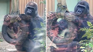 Momotaro and Gentaro. I feel the difference is more than the weight difference. Date taken: 2024.5.4 by きょうのゴリラ Gorilla today 842 views 10 days ago 17 minutes