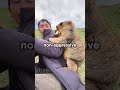 The Groundhog Man #shorts #funny