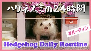 【1日密着】ハリネズミの1日の過ごし方/Hedgehog Daily Routine【ルーティン】