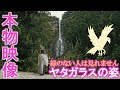 ⚠️那智の滝に八咫烏様が降臨しました※お姿が見えたら強運です。もし逃したら二度とありません｜飛瀧神社・那智御瀧遠隔参拝279