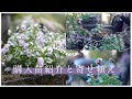 【秋のガーデニング】購入苗紹介と寄せ植え|寄せ植えリメイク|球根と一緒に植える|11月の庭ログ