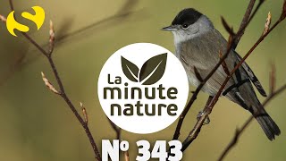 L&#39;EXTRAORDINAIRE MIGRATION DE LA FAUVETTE (No 343)