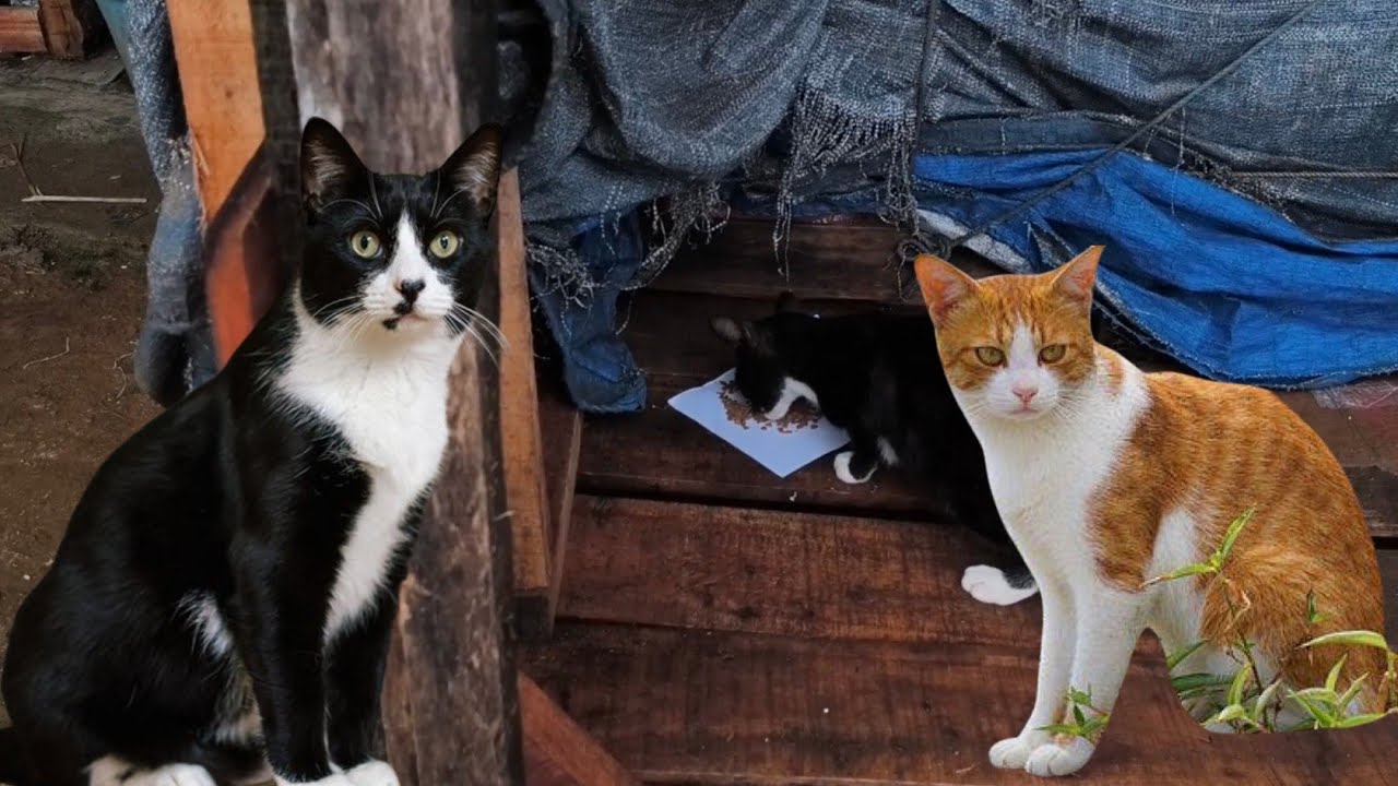 SI HITAM OYEN DAN KISAH ORANG BUANG KUCING #cat #kucingliar 