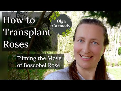 Gardening Tips for Transplanting Roses