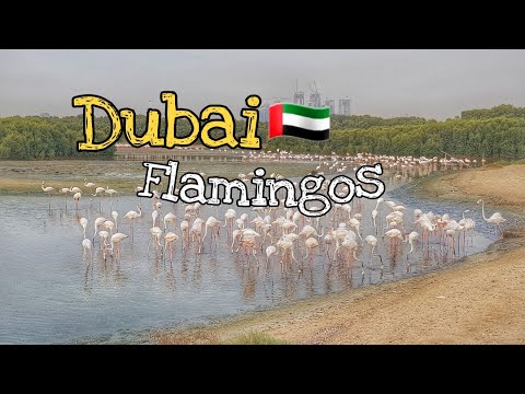 DUBAI FLAMINGO | RAS AL KHOR