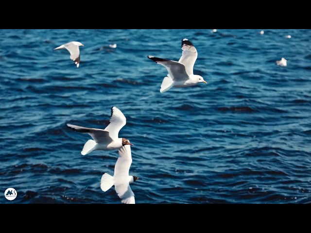 Marga Sol - Ocean Seagulls