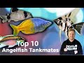 Top 10 Angelfish Tank Mates - 10 Fish to Keep with Angelfish