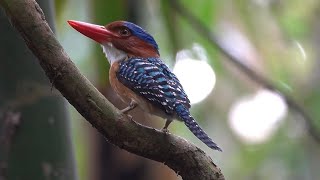 Meeting my dream bird, the Male BANDED KINGFISHER, Thailand