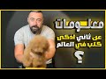 اذكى كلب بالعالم اذكى كلب بالعالم