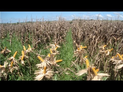 Curso Formação de Pastagens com Braquiária em Consórcio com Milho - Colheita do Milho