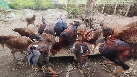 Phối trộn thức ăn cho gà tiết kiệm chi phí chăn nuôi