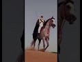 مربط فواخر الجنوب للخيول العربيه الفارس صلاح بن عيسى