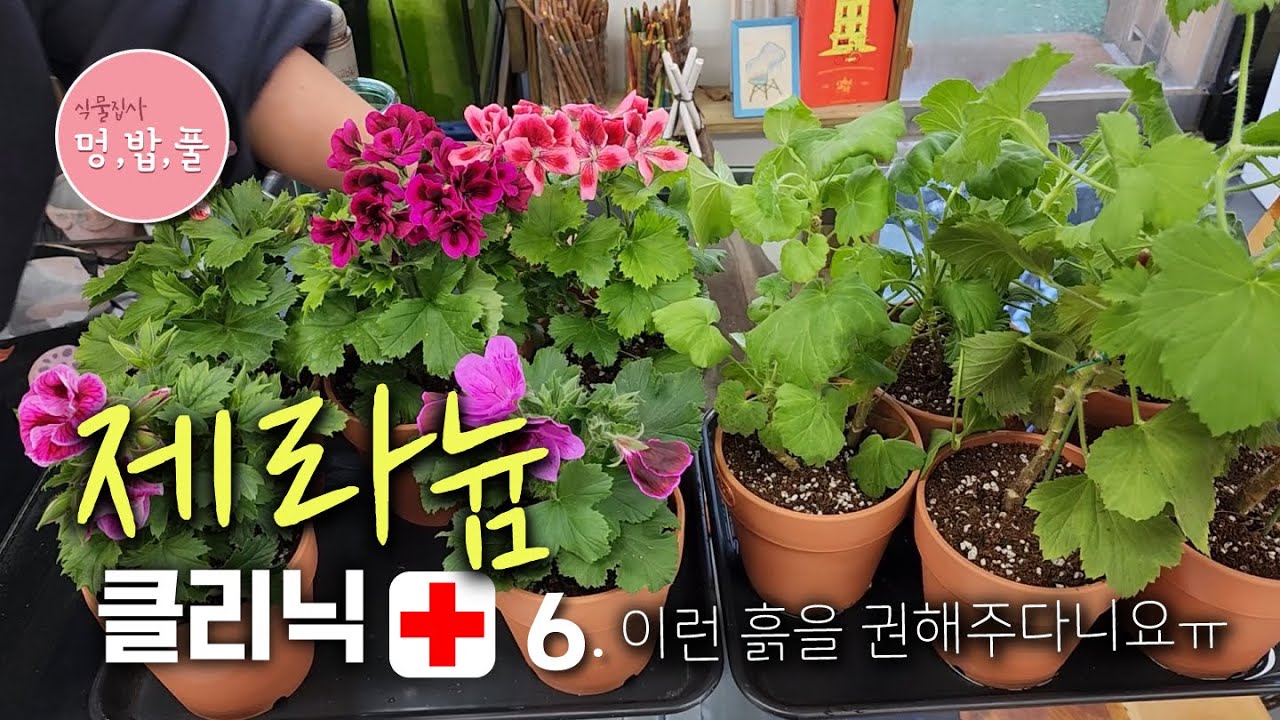 제라늄 클리닉6.잘못된 흙 #제품구입 '더보기'에 있어요