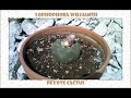 Lophophora WIlliamsii, The Peyote Cactus, timelapse.