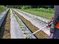 INGENIOUS HACK! FEEDING BIRD'S EYE CHILI USING A CREATIVE DIY DEVICE - Agriculture Gardening