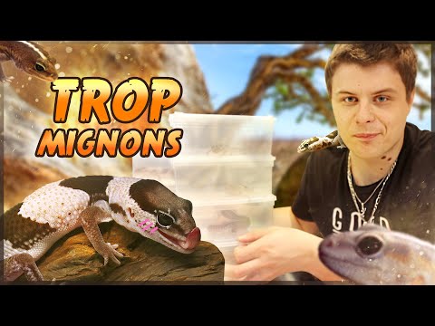 Vidéo: De quoi nourrir les geckos à queue grasse ?